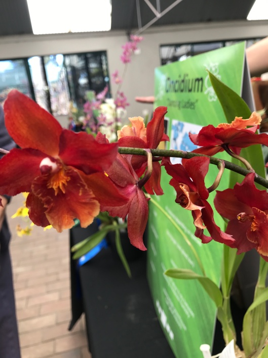 Orchids of Show